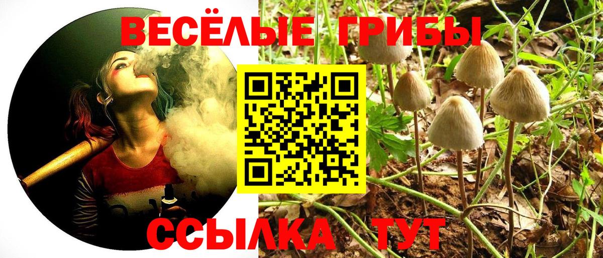 где можно купить   Вход с VPN  Ишим  Псилоцибиновые грибы GOLDEN TEACHER 